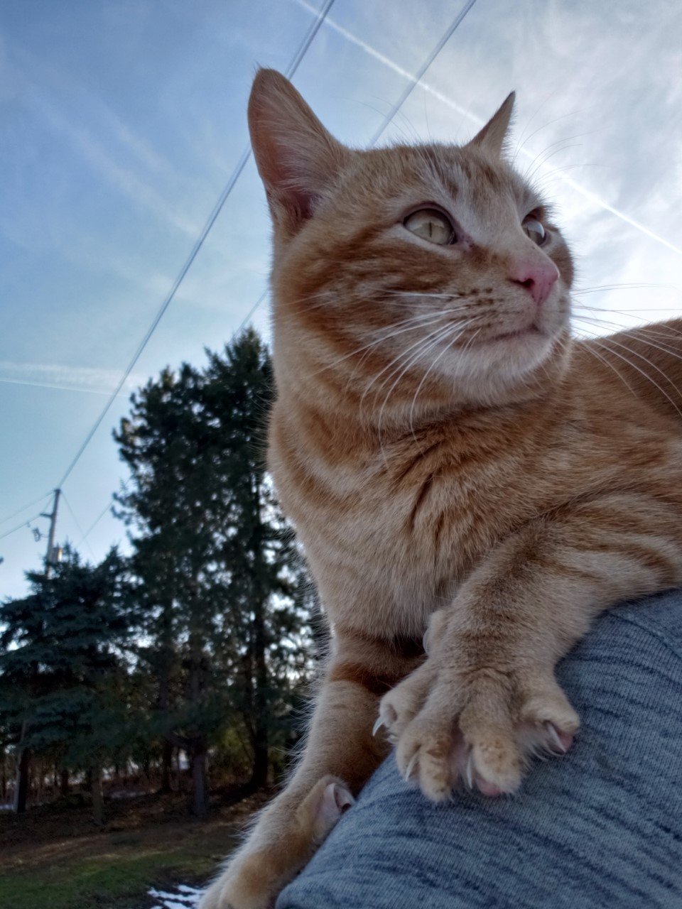 Photo of my orange cat Snickerdoodle