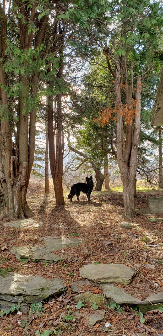 My dog Kenai standing in our tree hallway